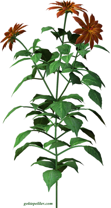 c50c8354