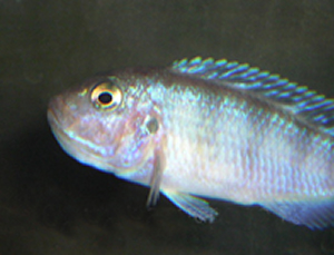 pseudotropheus_lombardoi_1