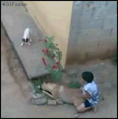 hach-dog_fuck