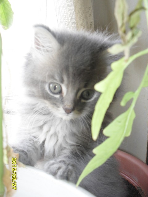 SAM_1602