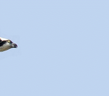 offshoreeaglefishattackxl7
