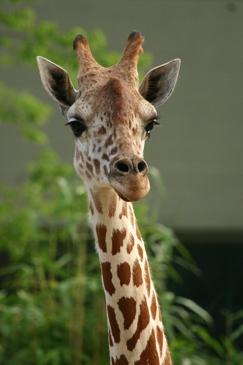 giraffe