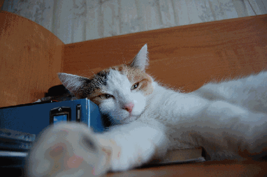 Muska2