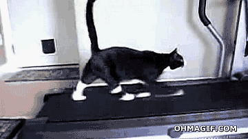 cat-running