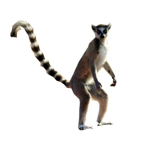 лемур исходник