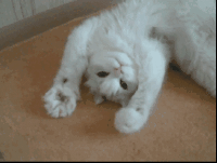 fun_gif007