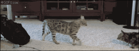 gifs_05