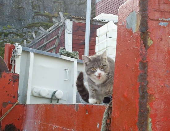 cat3