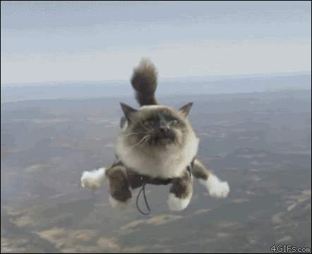 Кот парашютист