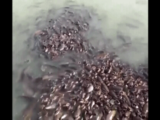 A Redneck\'s Wet Dream (1)