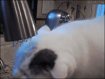 Fungif_044