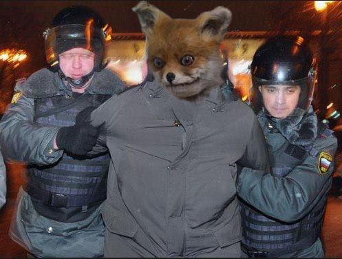 fox