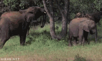 в-мире-животных