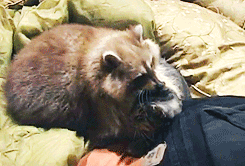 gif-coon-cat-friendship-473343