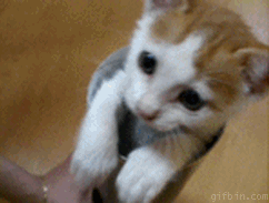 Мой любимый котенок