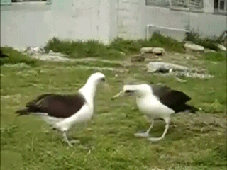 dance