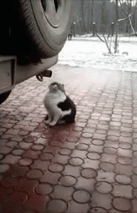 котэ таксикоман