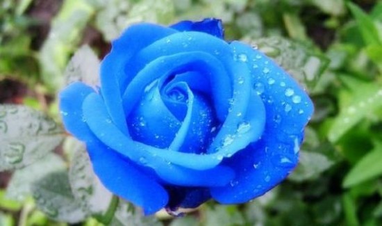 синяя роза
