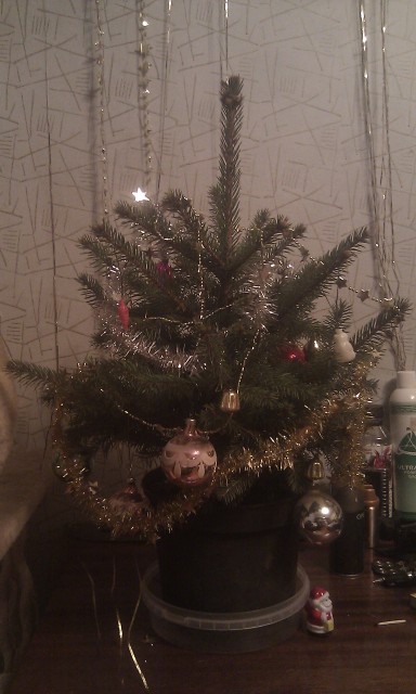 Елка в горшке