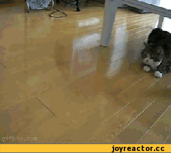 коткороб