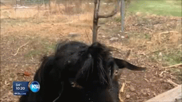 gifs_10