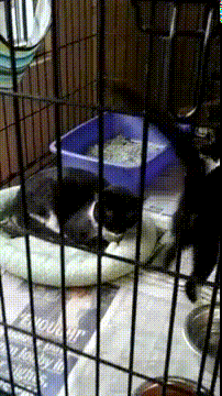 гифки-котэ-536425