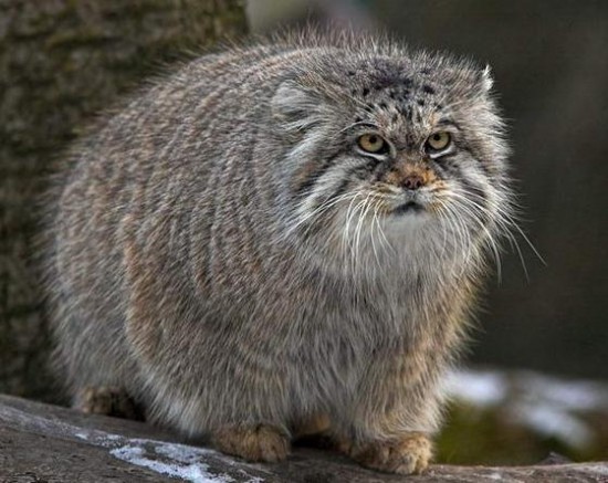 manul