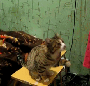 погладь кота