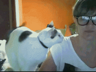 погладил котэ