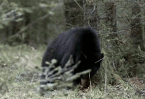 медведь-макарена