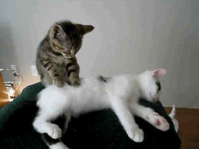 массаж коту