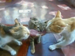 daily_gifdump_296_14