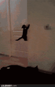 котэ-гифки-556643