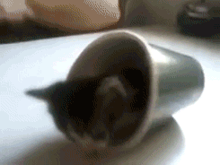 Котенок