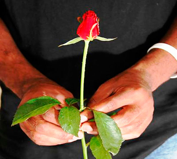 дарит-с-любовью розу