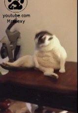 Котэ