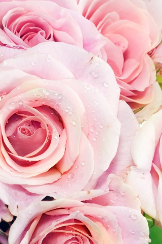 21_6346_besplatnye_kartinki_buket_rozovyh_roz_320x480