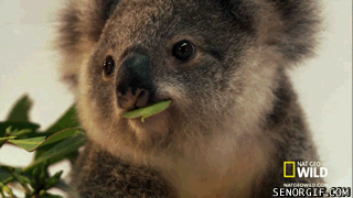 Коала