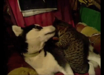 Друзья-товарищи