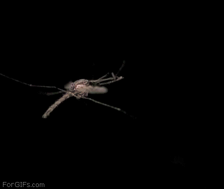 гифки-комар-лазер