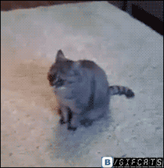 Cat-plays-dead