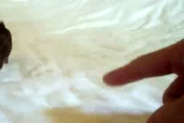 Зверюга