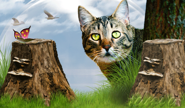Без-имени-1cat