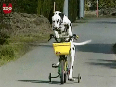 гифки-собака-на-велосипеде-гоняка-350349