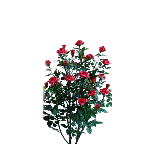 роза11