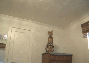 cat-playing-022