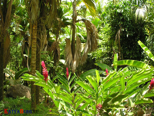 krasota_prirodi_dgungli_foto_23