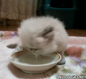 котик