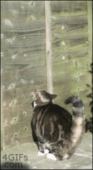 Котопаркур