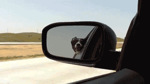 gifs_09